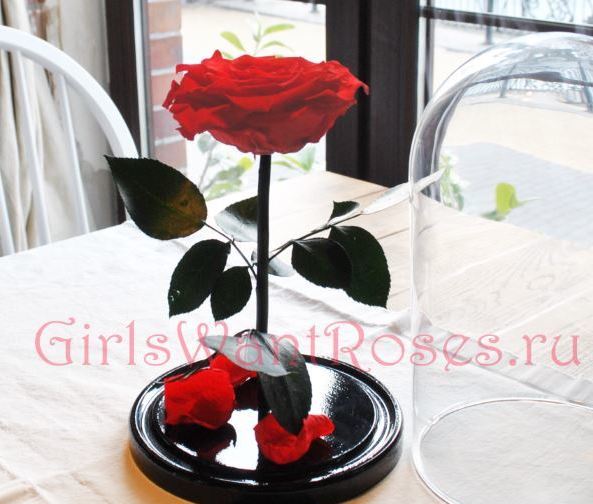 Королева красная