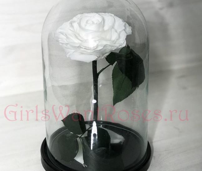 Королева белая